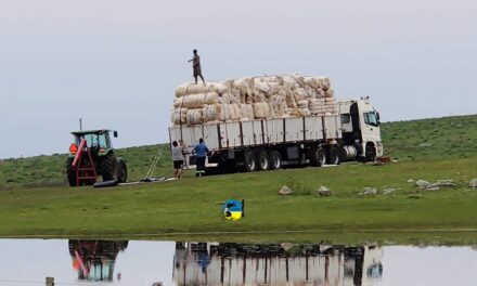 Esta semana se vendieron 100.400 kg. de lana