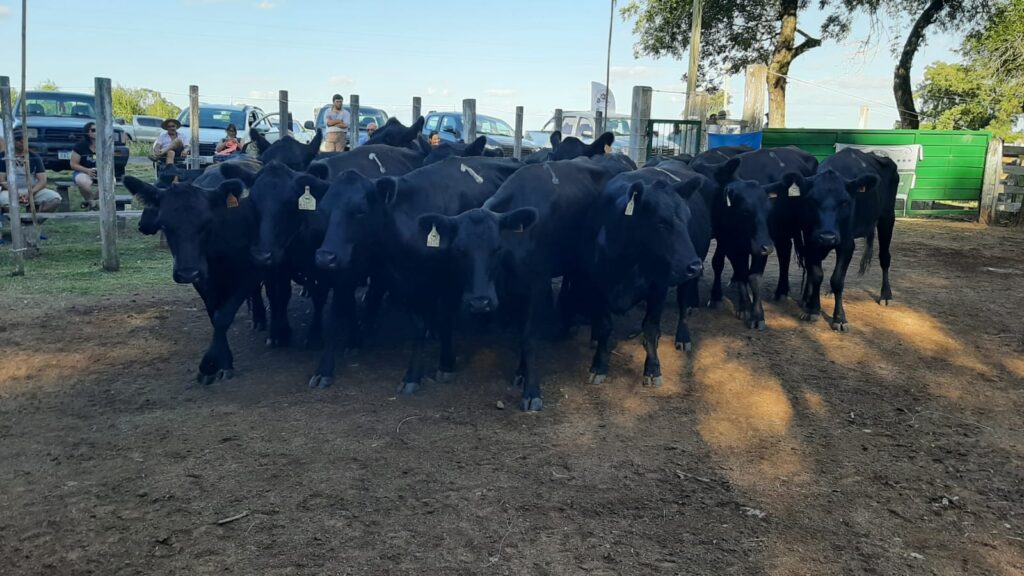 imagen de vacas angus en la pista de zapará hizo 511 dólares de promedio