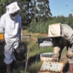 Uso de Fipronil en el sector apícola tiene que ser granulado