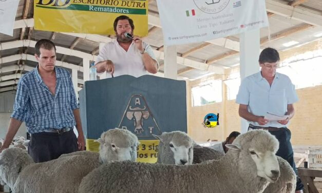 Los Corriedale de San Gerardo se venden el Martes 27