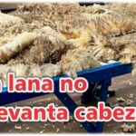 Palenque Rural: la lana no levanta cabeza