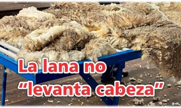 Palenque Rural: la lana no levanta cabeza