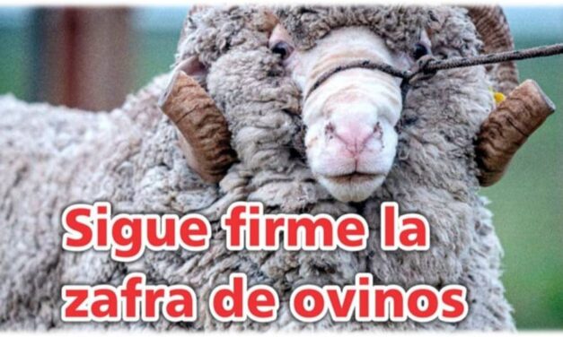 Palenque Rural: firme la zafra de ovinos