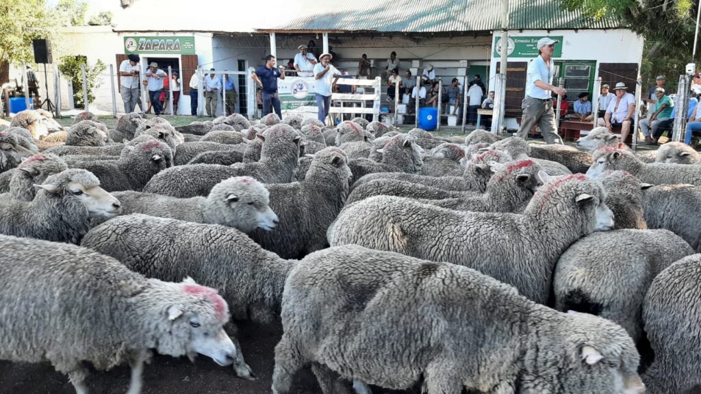 imagen de lanares en la pista de la feria en zapará: mercado ágil y buenos precios