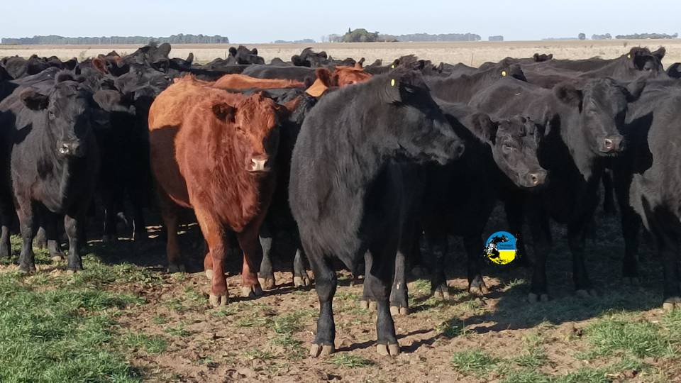 Novillo Mercosur: solo Argentina registra subas