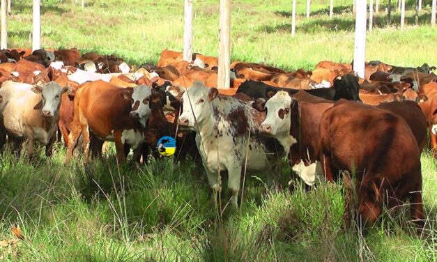 Plaza Rural colocó el 95% en el remate 281