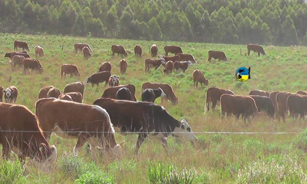 Novillo Mercosur: Argentina sigue perdiendo competitividad