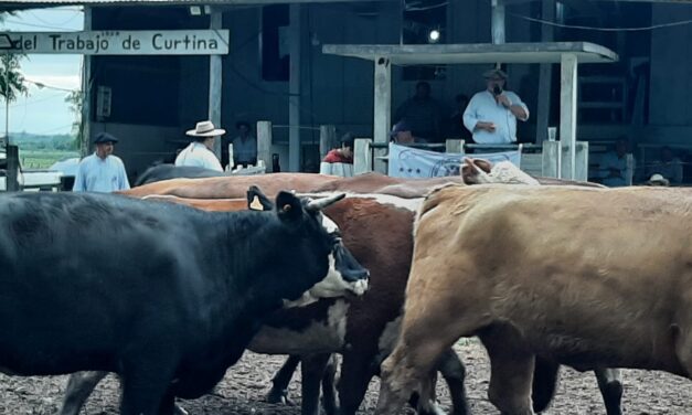 Curtina: Ventas y precios superaron el mercado