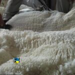 Venta de varios lotes importantes de lana Merino