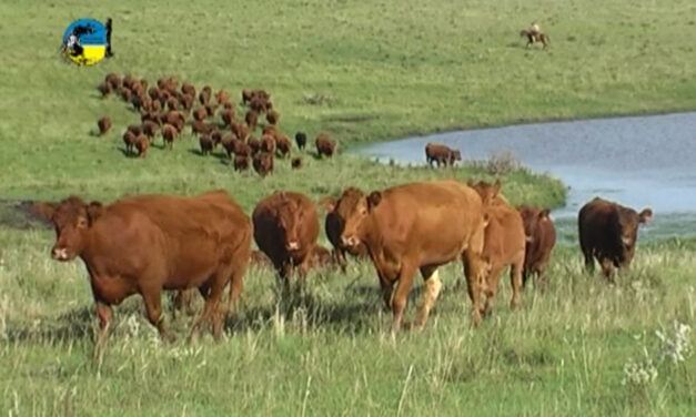 Plaza Rural vendió 21.035 vacunos en el remate 283