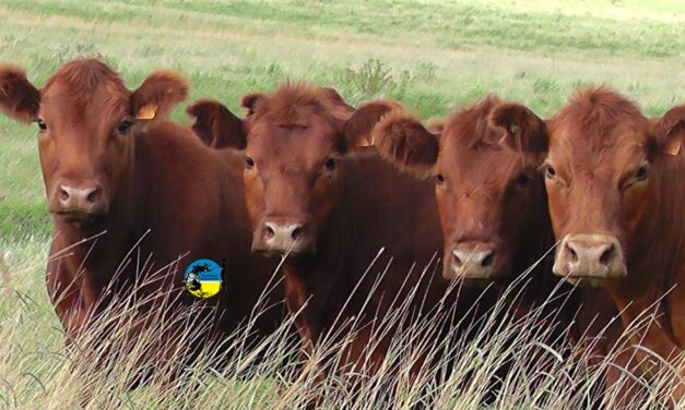Novillo Mercosur: Argentina continúa hacia abajo