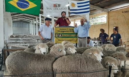 San Gerardo remata sus Corriedale y Merino el 24 de febrero en Tacuarembó