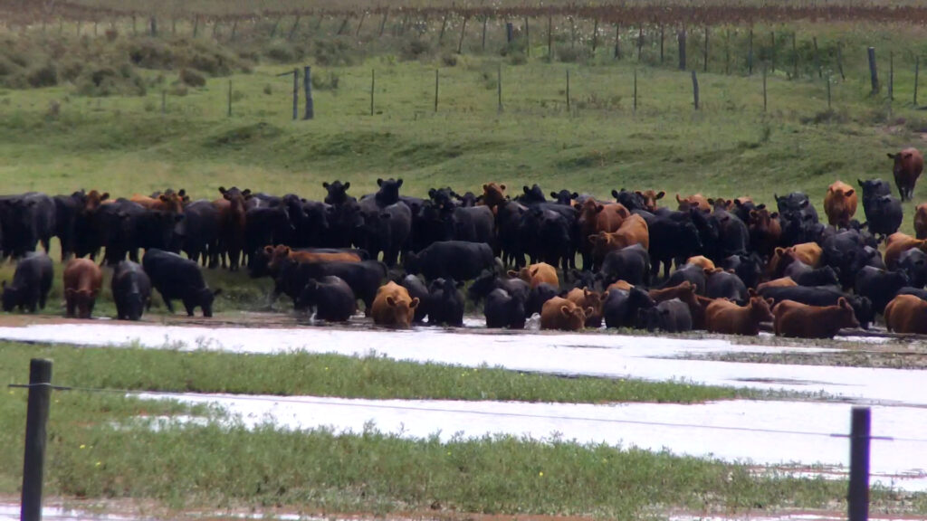 IMAGEN DE GANADO, PLAZA RURAL VENDIÓ 24.089 VACUNOS EN EL REMATE 285
