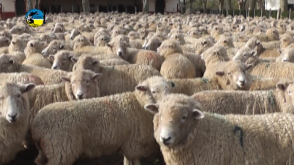 imagen de lanares