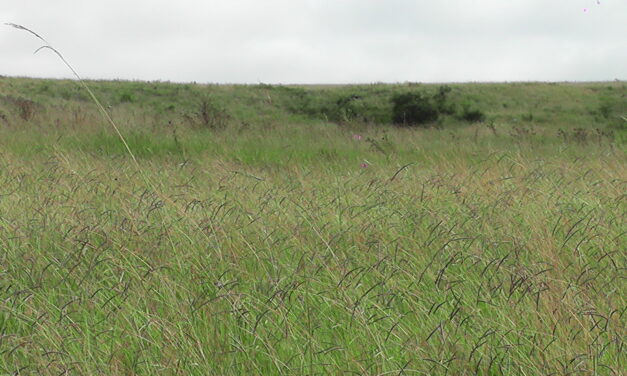Compraventa de tierras correspondientes al Año 2023