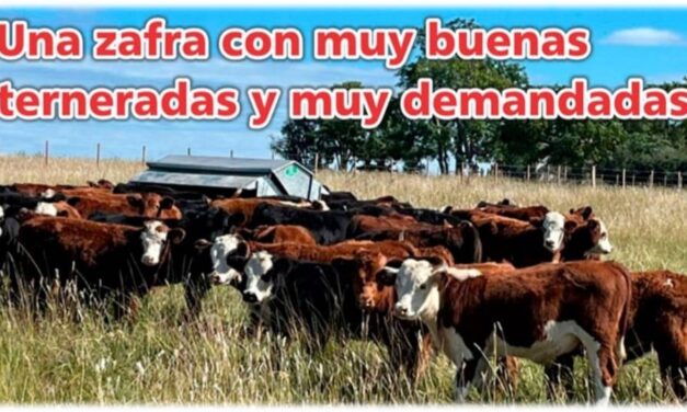 Palenque Rural: zafra con muy buenas terneradas