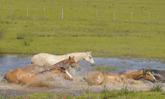 El evento sanitario de Encefalomielitis equina se considera superado
