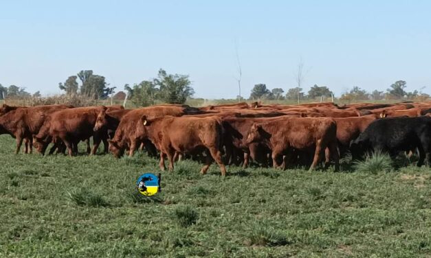 Ajuste de precios para los ganados gordos de campo