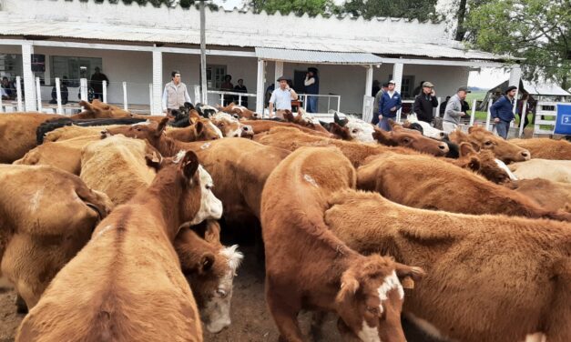 En la feria de Ansina se destacaron las vacas y los terneros