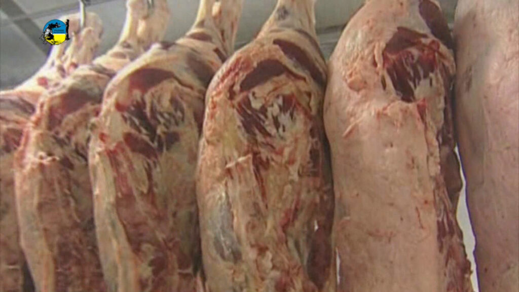 IMAGEN DE FAENA BOVINA FUE DE 46.246 CABEZAS