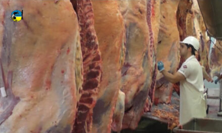 Faena Bovina fue de 45.342 cabezas