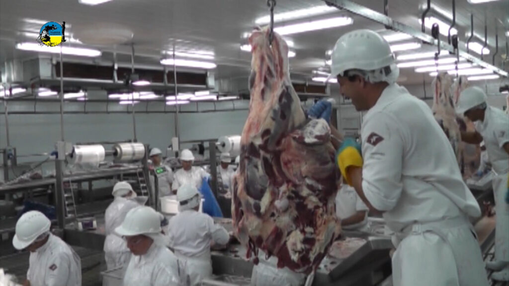 IMAGEN DE FAENA BOVINA FUE DE 48.239 CABEZAS