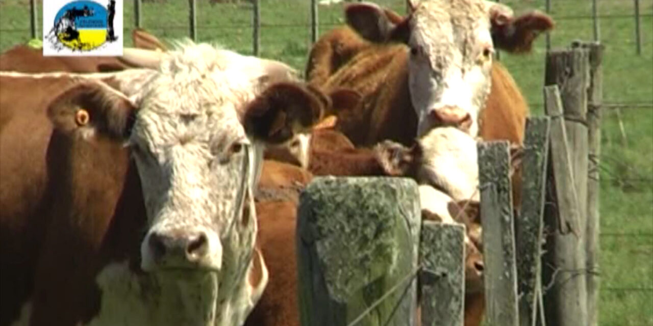 Mercado de haciendas gordas con subas y bajas