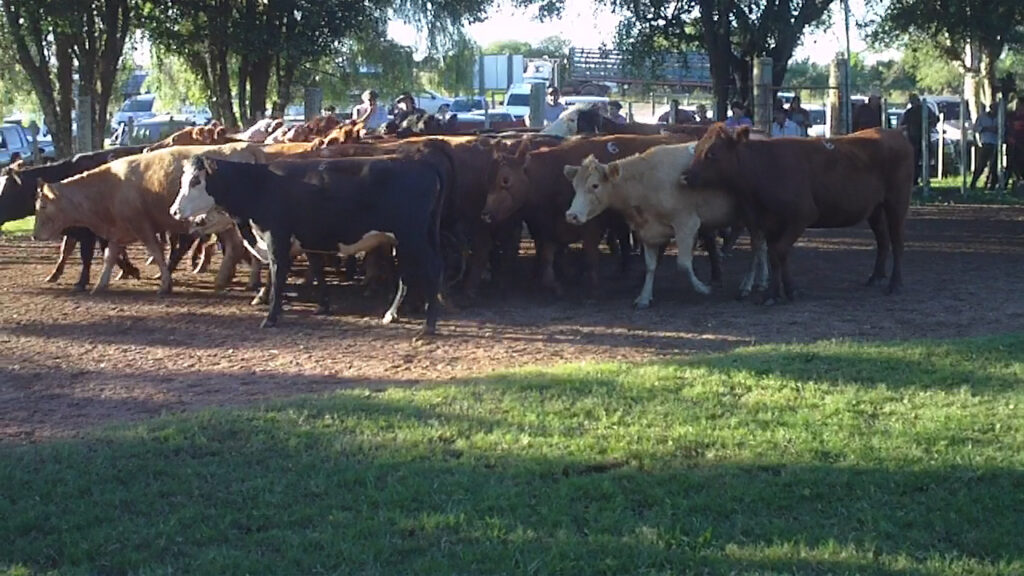 IMAGEN DE GANADO EN LA PISTA DE LOCAL PASO CASILDO: VACAS GORDAS HASTA U$S 930