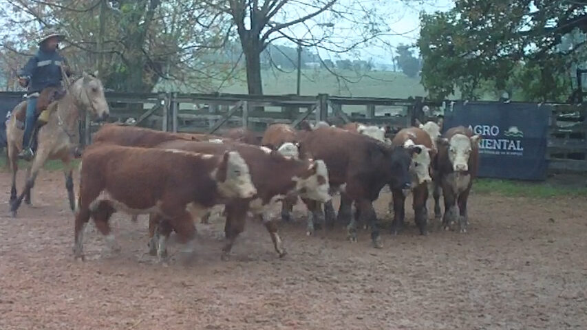 imagen de ganado en la pista, agro oriental otra vez en la rural de tacuarembó