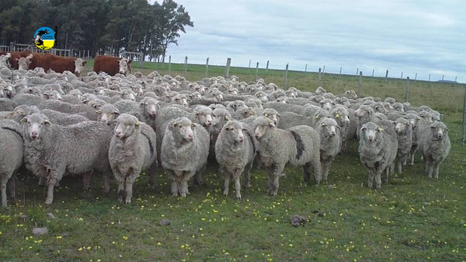 IMAGEN DE LANARES