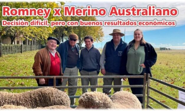 Palenque Rural: Romney x Merino Australiano