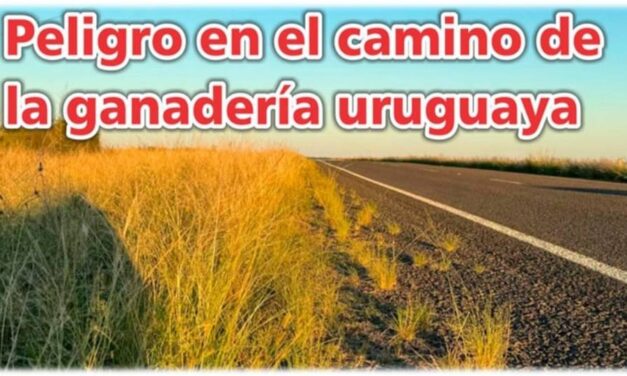 Palenque Rural: peligro en el camino
