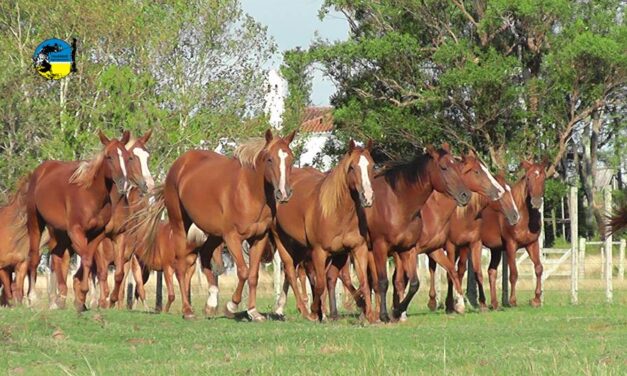 Precio del caballo aumentó 2.1% en abril