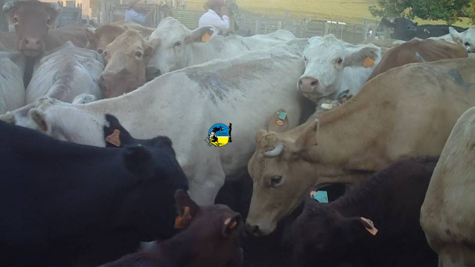 IMAGEN DE GANADO, MGAP APROBÓ MANUALES PARA MOVIMIENTO DE GANADO CON GARRAPATA