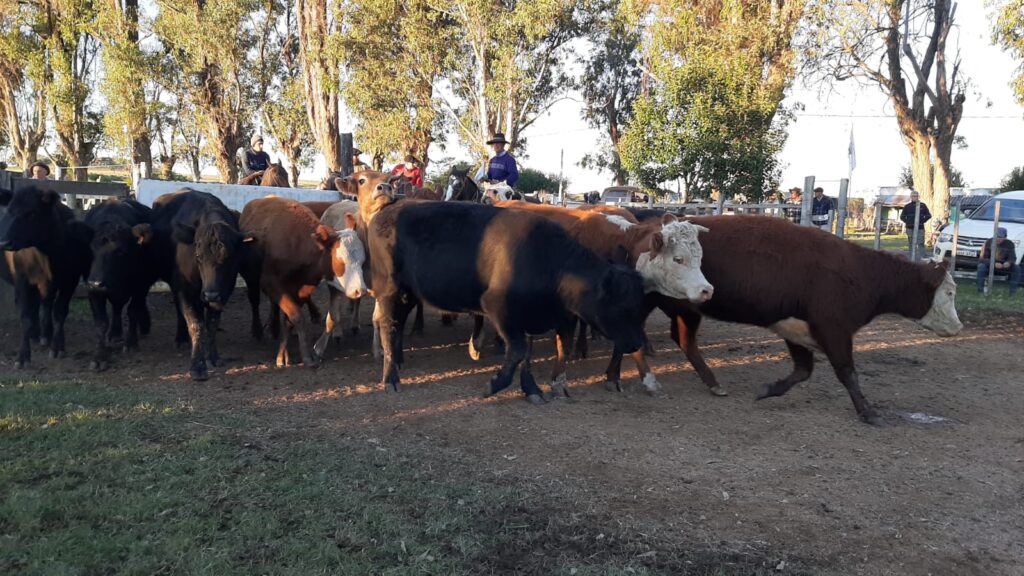 IMAGEN DE GANADOS EN LA PISTA, EL MERCADO MARCÓ EL RITMO DE LAS VENTAS EN CURTINA
