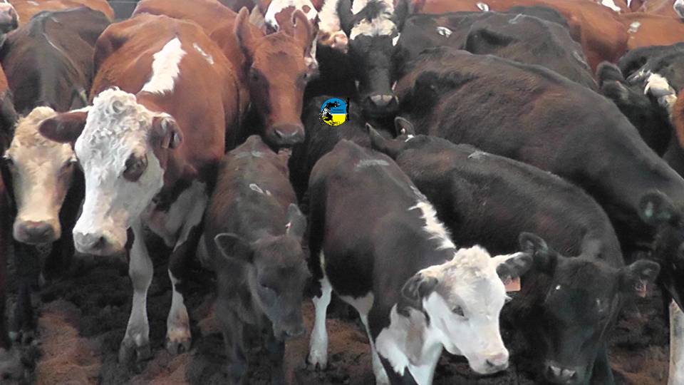 imagen de ganado, mercado ganadero pendiente del clima