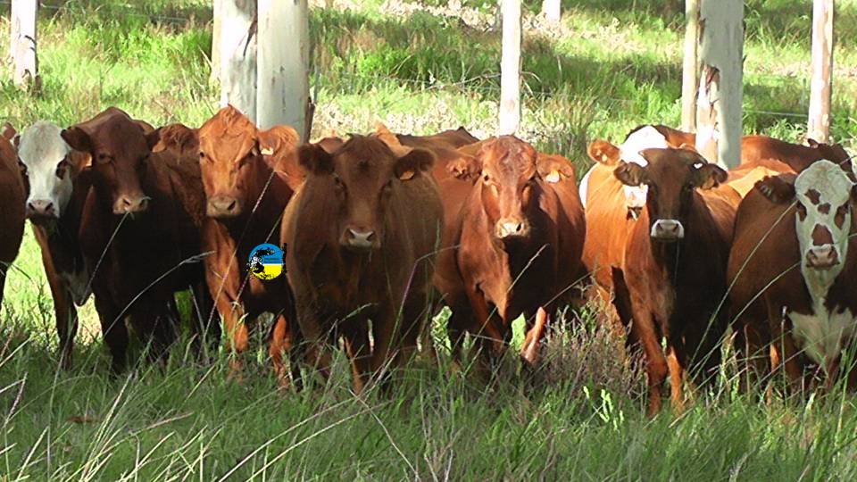 imagen de ganado en el campo, mercado ganadero bajo la lupa de las intensas lluvias