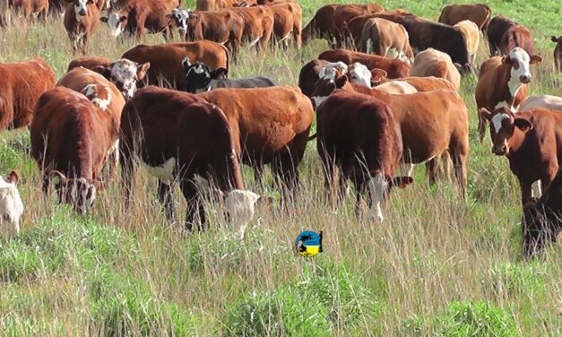 Lote 21 colocó el 90.8% de la oferta