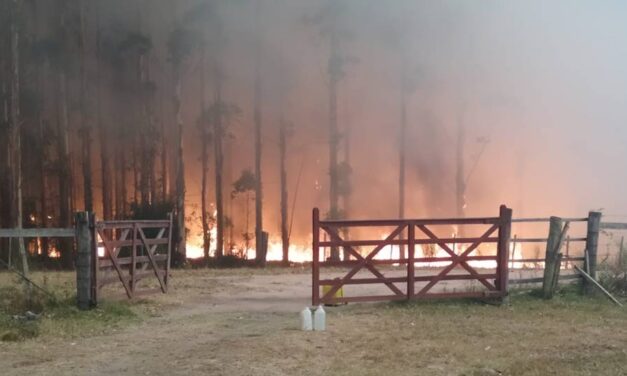 Uruguay: menor número de incendios forestales desde 2014