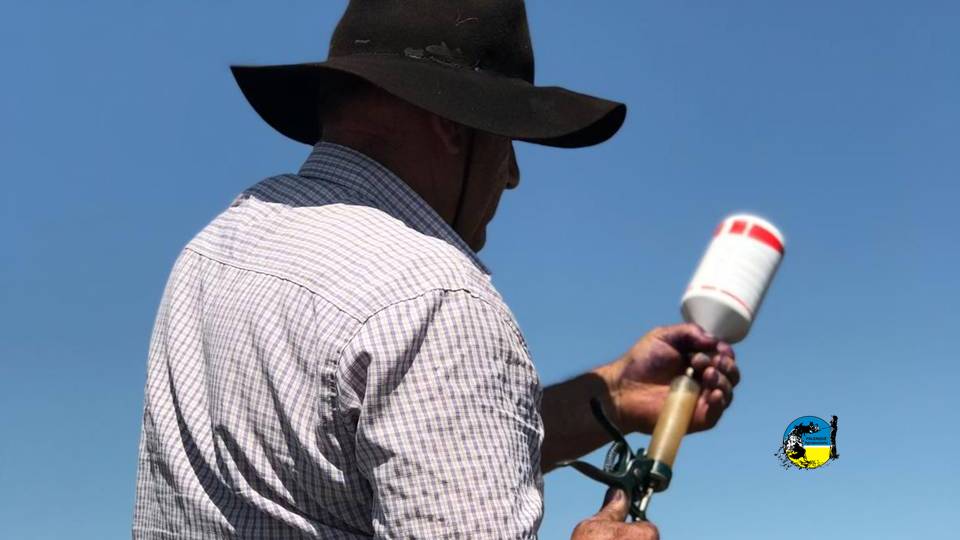 El 15 de junio comienza período de vacunación contra Aftosa