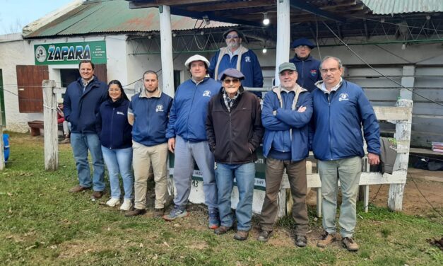 Feria en Zapará: Buena fila de vacas y terneros
