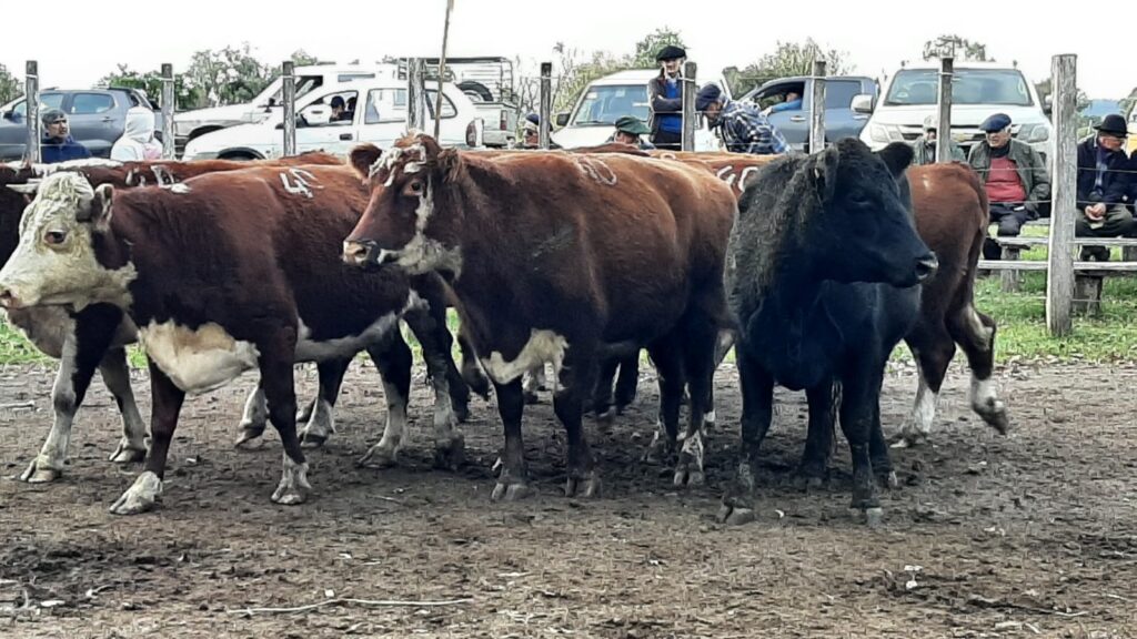imagen de vacas en la pista de la feria en zapará: buena fila de vacas y terneros