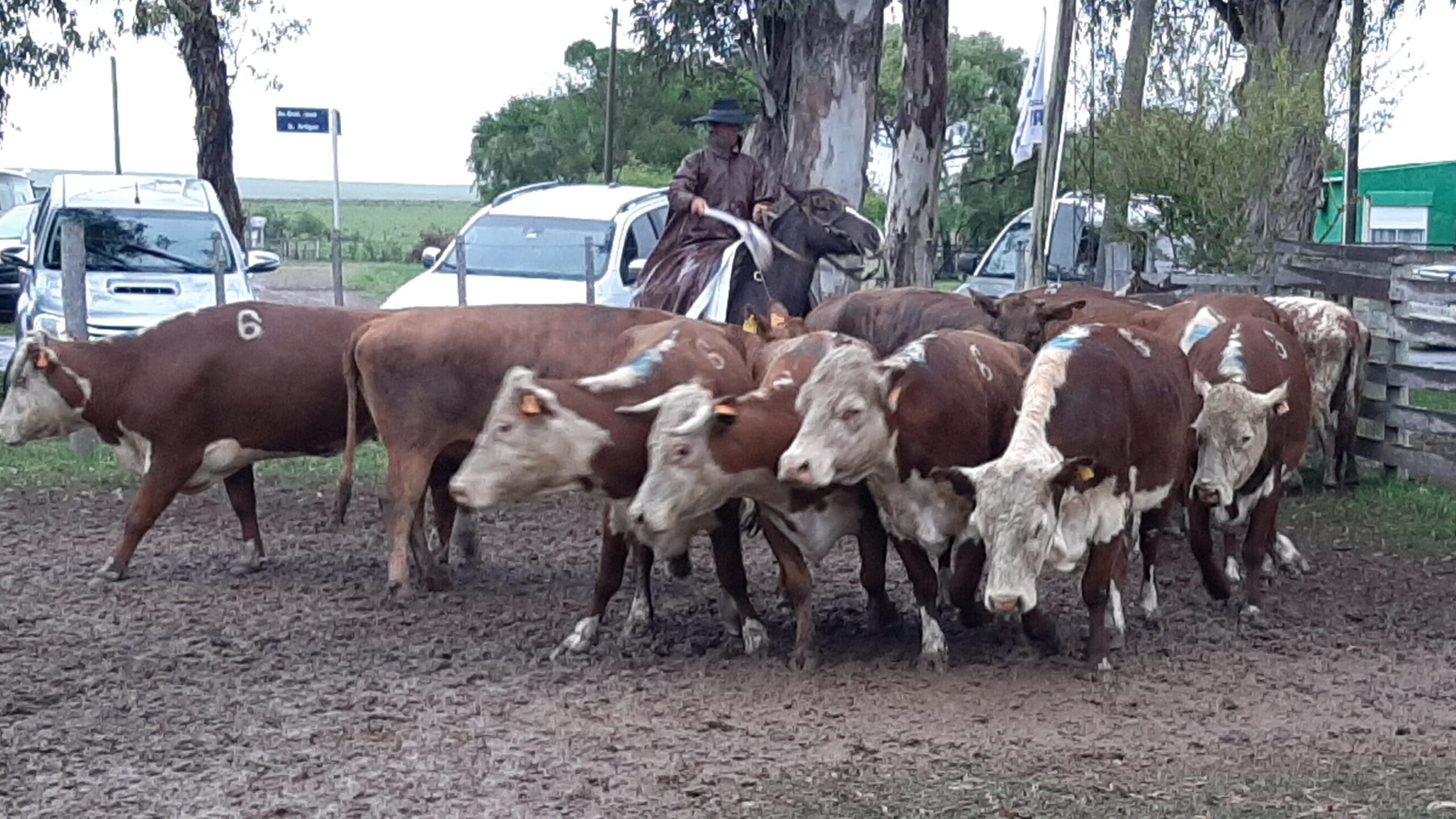 imagen de vacas en la pista de la feria en curtina reflejó demanda y agilidad en el mercado