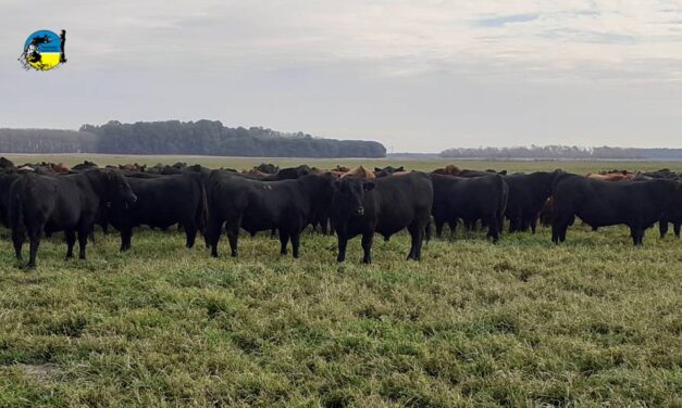 Novillo Mercosur: el precio uruguayo superó al argentino