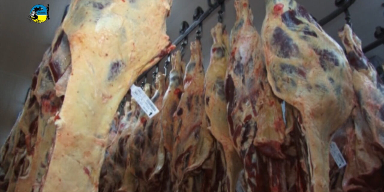 Faena Bovina fue de 46.003 cabezas