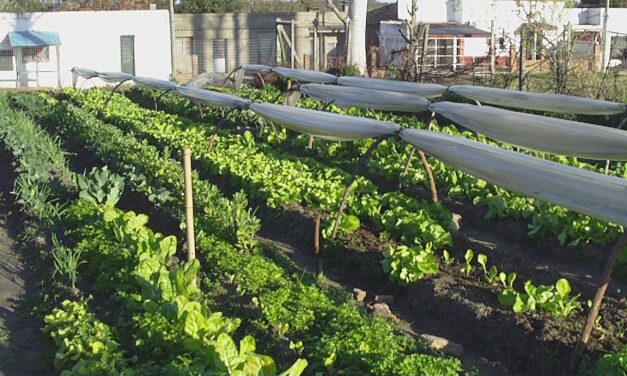 Uruguay presentó plan para impulsar agricultura familiar