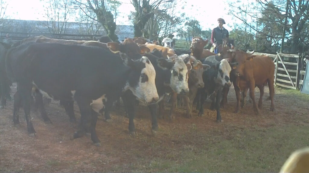 imagen de ganados en la pista, agro oriental con buenos ganados en la rural de tacuarembó 