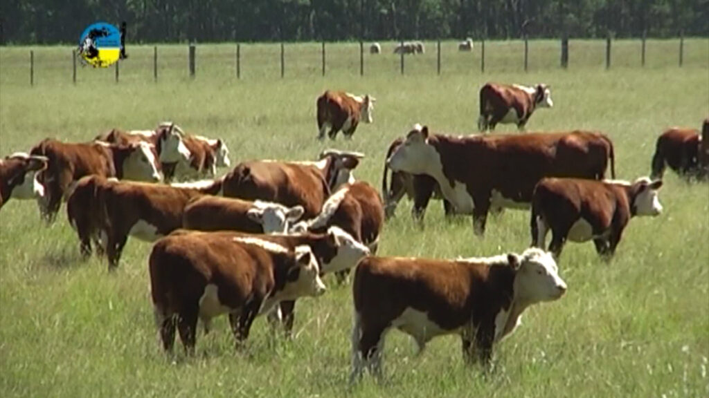 IMAGEN DE GANADO EN EL CAMPO, PANTALLA URUGUAY VENDIÓ 5.066 VACUNOS EN EL REMATE 276