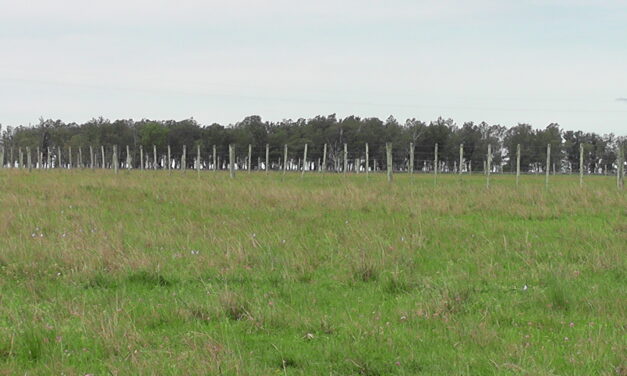 Censo Agropecuario: van 28.000 registros efectuados