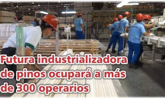 Palenque Rural: futura industrializadora de pinos